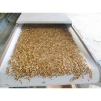 大麦虫烘干箱|黄粉虫膨化机|面包虫膨化干燥箱