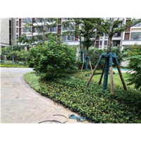 广东办公楼绿化养护 河源蔚蓝环境绿化